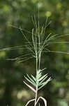 Bearded skeletongrass